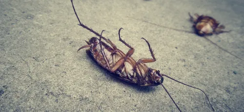 DONNEZ LE NOM DE VOTRE EX À UN CAFARD !