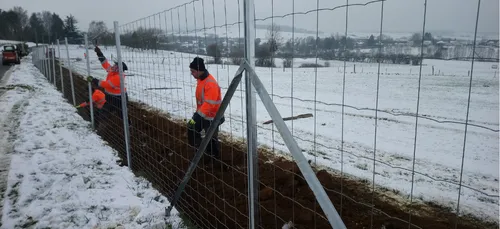 Peste porcine africaine : la construction de la clôture avance dans...