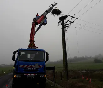 Prix-lès-Mézières : Enedis déplace avec succès un nid de cigognes