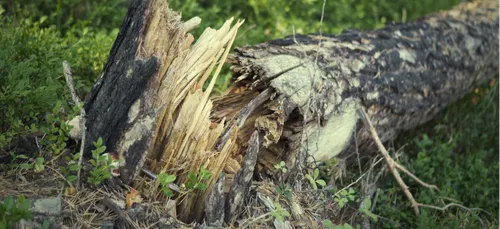 La tempête Isaias a secoué les Ardennes