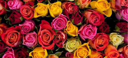 Quelles fleurs offrir à la Saint-Valentin ?