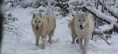 PAD : les nouvelles stars sont des loups arctiques.