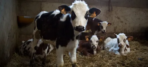 Un magasin "bio" en projet à Charleville.