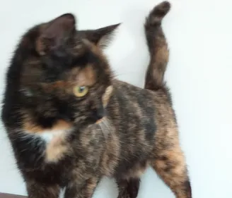 Villers-Semeuse : une collecte de croquettes pour les chats de la...