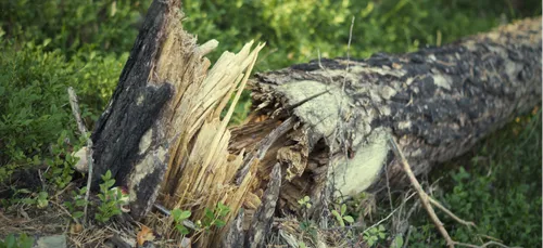 Arbres, câbles et même échafaudages s'écroulent face au vent