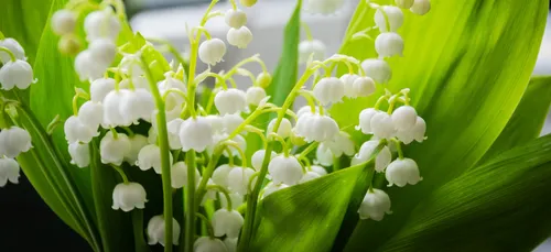Le 1er mai rime avec muguet !