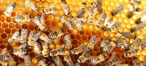 Interventions pour des essaims d'abeilles dans les Ardennes.