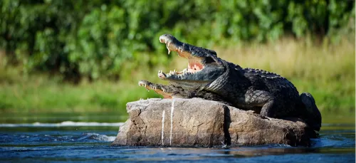 ELLE CACHE UN BÉBÉ CROCO DANS SON PANTALON !
