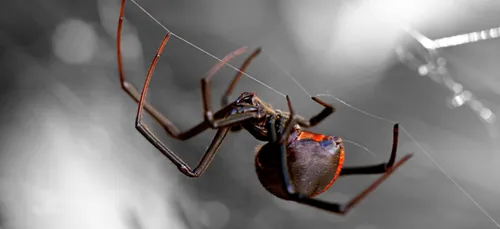 CRÉATION D'UN SPIDER-SHOP AU ROYAUME-UNI !