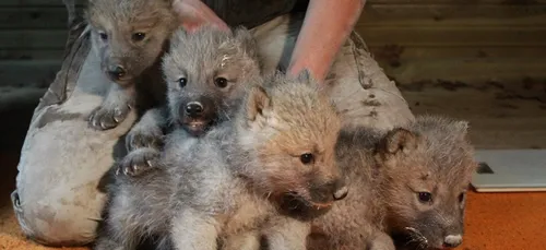 4 louveteaux arctiques à Olizy Primat.
