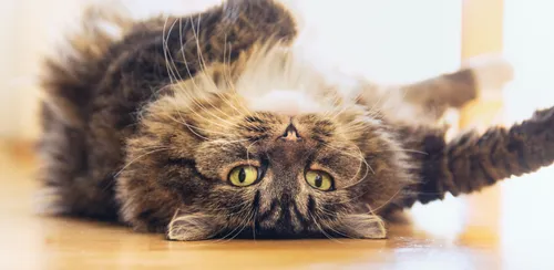 UN CHAT FAIT 450 KM LORS D'UN DÉMÉNAGEMENT !