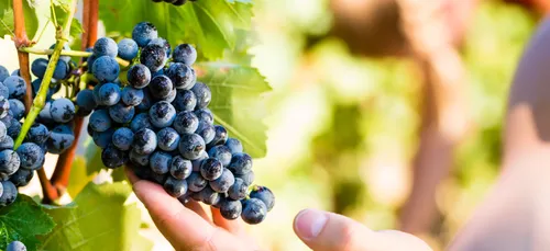 DES CULOTTES POUR VÉRIFIER LES SOLS !