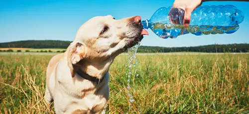 Canicule : comment protéger nos animaux ?