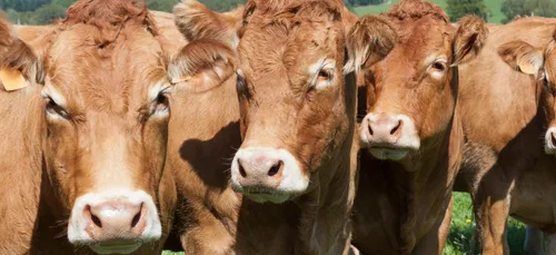 Inquiétudes autour du CETA dans les Ardennes