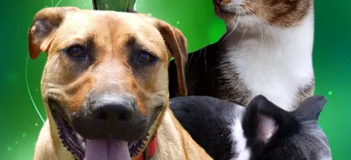 Abandon d'animaux : la LISA lutte dans les Ardennes