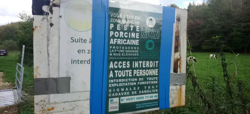 Peste Porcine Africaine : une opération qui s'inscrit dans la durée.