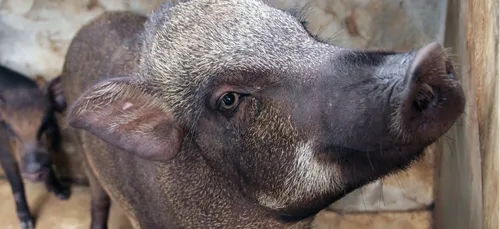 DES SANGLIERS SACCAGENT LA CACHETTE DE DEALERS !