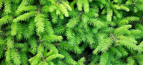 Une vente de sapins pour la bonne cause à Charleville