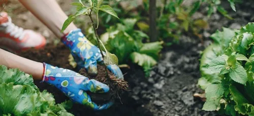 Les jardins familiaux ou ouvriers sont accessibles.