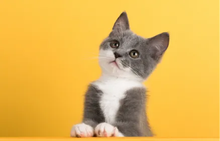 Plus de 990 animaux adoptés à la SPA pendant le confinement