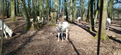 Le parc animalier de Charleville rouvre ses portes aujourd'hui