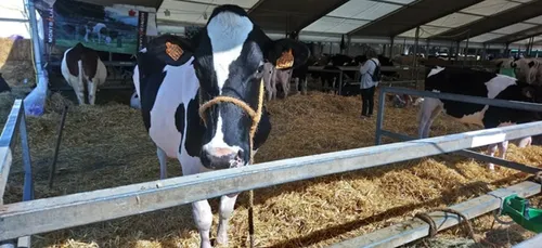 Pas de Foire agricole à Sedan.