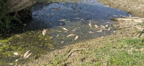 Pollution de l'Aisne : une plainte déposée contre Nestlé
