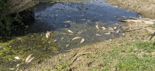 Pollution de l'Aisne : plus de 4 tonnes de poissons morts ramassées