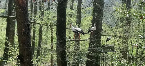 Olizy-Primat : le parc Argonne Découverte encore ouvert pour les...
