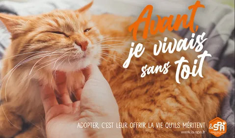 Après l'été, la SPA lance le mois de l'adoption