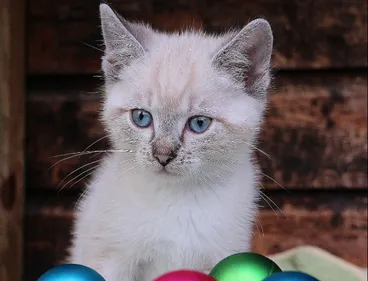 Offrir un chiot ou un chaton à Noël : pas une bonne idée prévient...