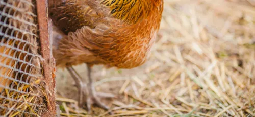 Un foyer de grippe aviaire détecté dans les Ardennes