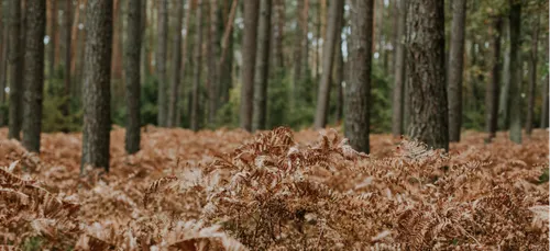 La chasse en battue au grand gibier prolongée dans les Ardennes