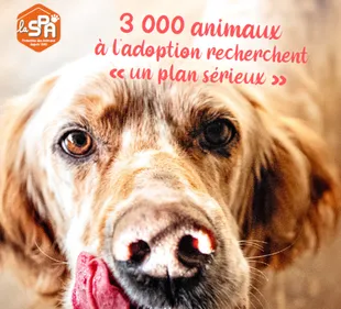 A la Saint-Valentin, les animaux aussi recherchent "un plan sérieux"