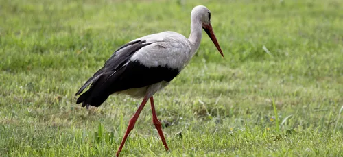 Un nouveau cas de grippe aviaire dans les Ardennes