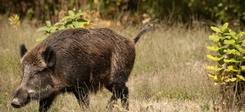 Une zone d’observation contre le virus de la peste porcine...