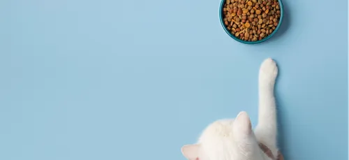 Charleville : le refuge de la LISA est saturé