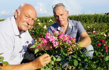 Une rose nommée "G'Ardenne"