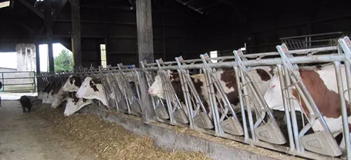 "Farm Dating" en Mayenne : il reste des places !