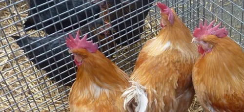 Château-Gontier : le marché aux volailles suspendu