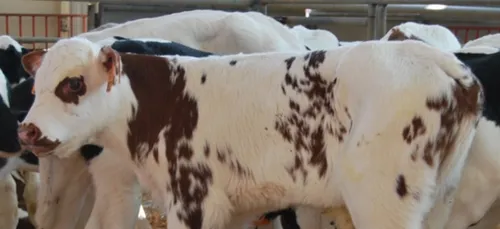 Marché aux veaux de Château-Gontier : fréquentation divisée par deux