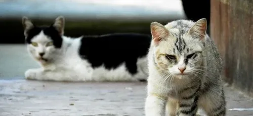 Un p’tit coup de patte pour "C’Topoil" ?