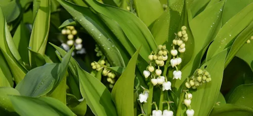 Muguet : on recrute chez Bigot