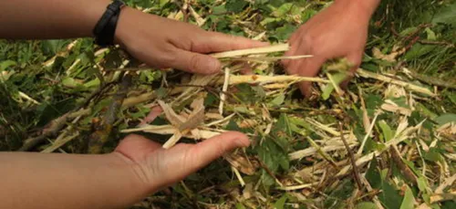 A Alençon, on broie du... vert