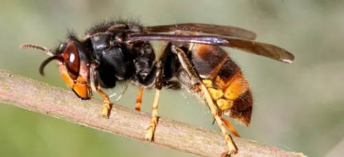 On débusque le frelon asiatique en Mayenne