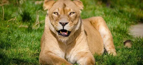 Un lion en liberté dans la région ?