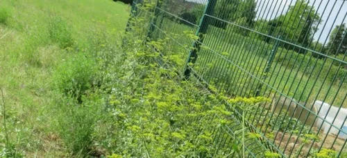 Béner : brûlé par des plantes urticantes