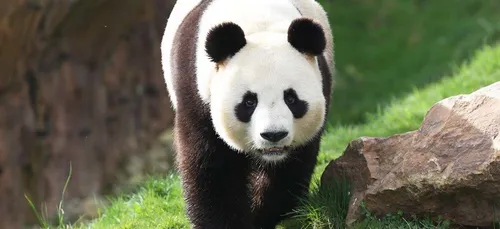 Beauval : bientôt un bébé panda