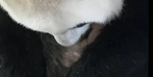 Beauval : Brigitte Macron marraine du bébé panda