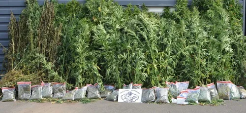Craon : du cannabis au milieu des légumes